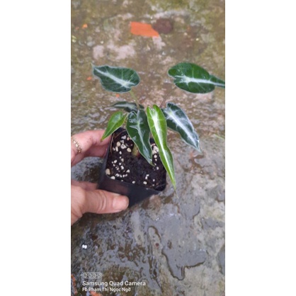 Alocasia Bambino