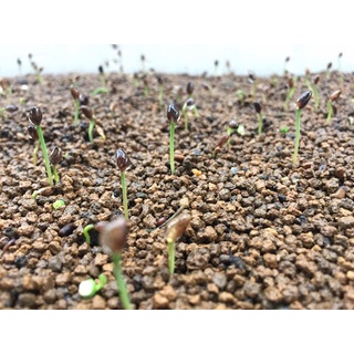 Đất Trồng Akadama Soil Mix Nhật Bản 3-5mm Trồng Bonsai Mini, Sen Đá, Xương Rồng Gói 1kg