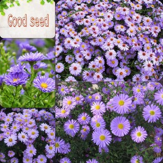 🌟Hạt Giống Hoa Thạch Thảo MiX🌟 Siêu Đẹp Loài Hoa Tượng Trưng Cho Tình Yêu