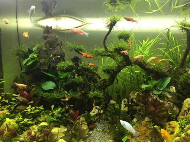 Bể thủy sinh