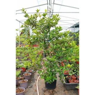 Cherry Brazil sale lớn 1m6