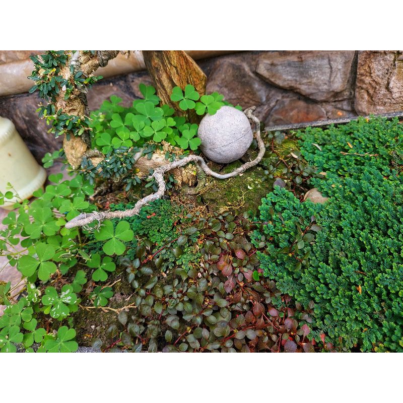 Cây quyển bá trải nền bonsai, tiểu cảnh