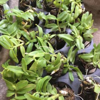 Hoa phong lan trầm tím - cây giống
