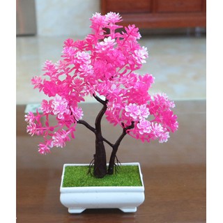 Chậu bonsai để bàn Cao Cấp