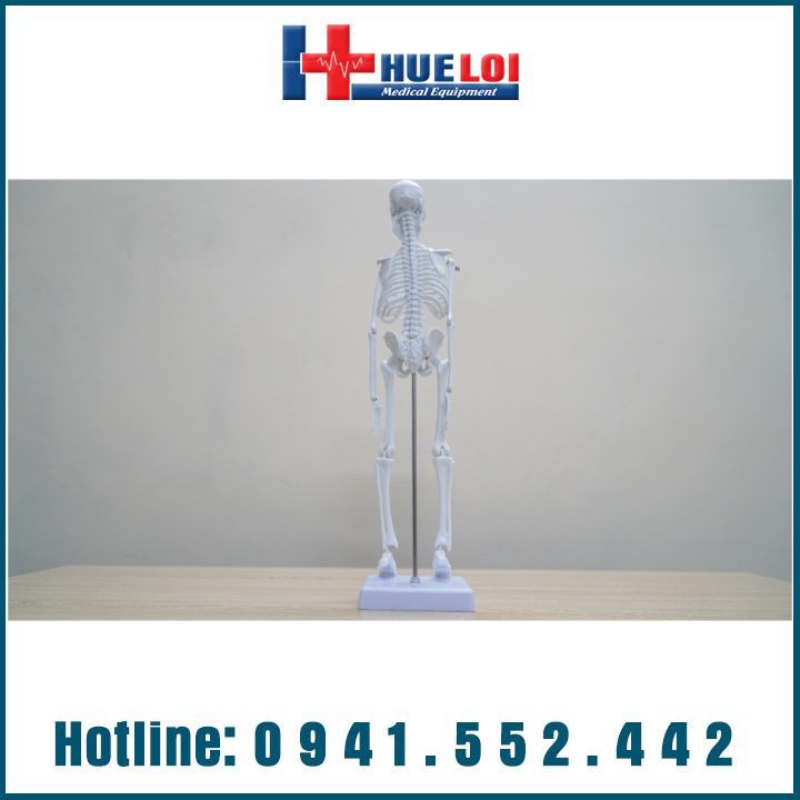 MÔ HÌNH GIẢI PHẪU HỆ XƯƠNG NGƯỜI 45CM