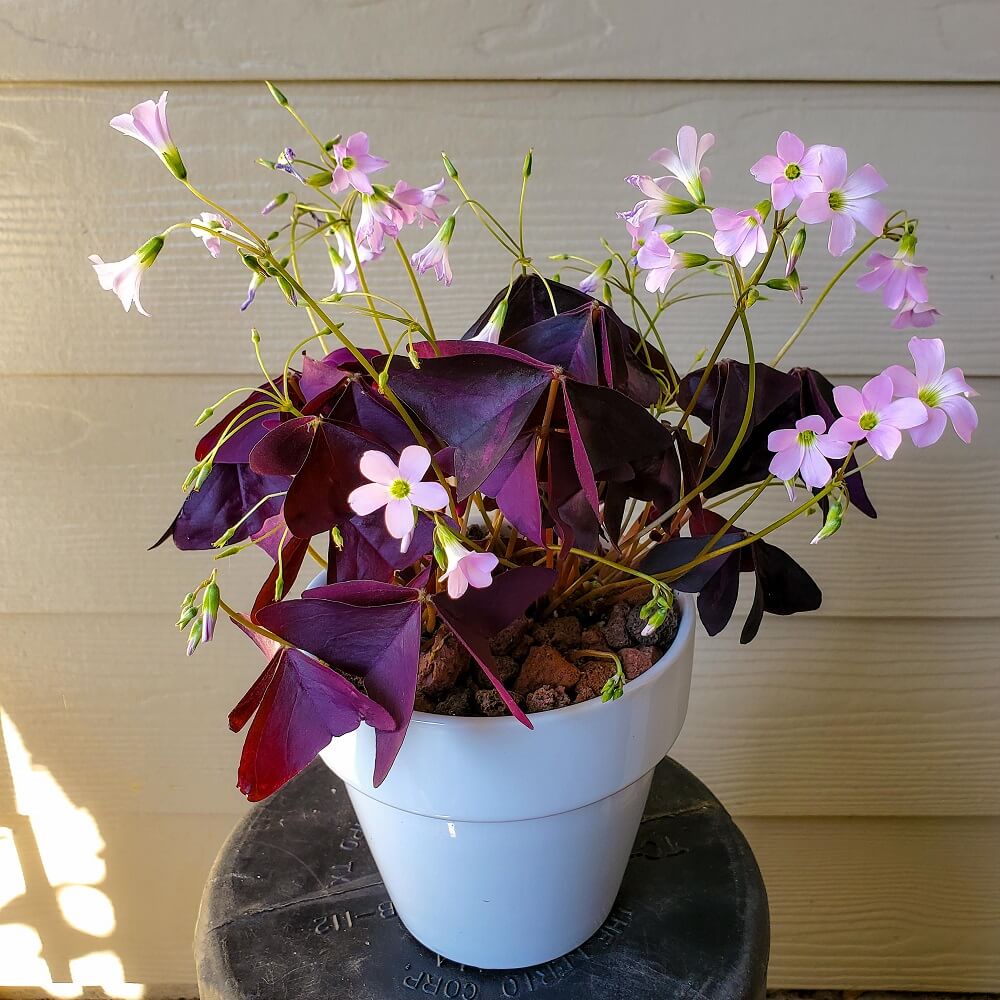 Cây Oxalis Triangularis (Bướm Đêm) 1 củ nhiều thân chậu nhựa