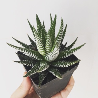 Cây móng rồng sọc vằn