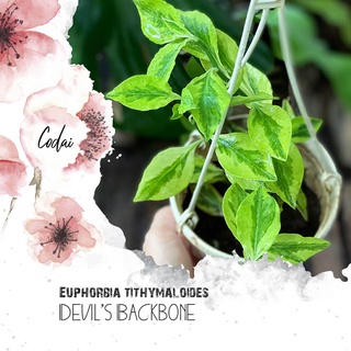 Cây Euphorbia tithymaloides (Devil’s Backbone) – Xương Sống Quỷ chậu treo bí ngô