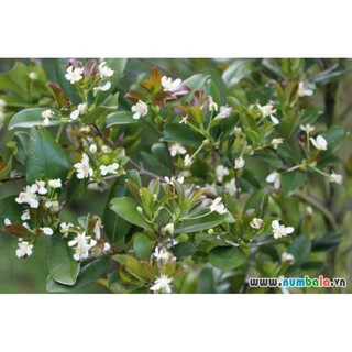 Cây cherry brazil chịu nhiệt