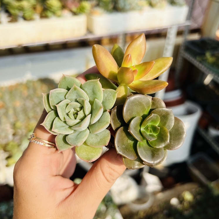Combo 3 cây sen đá nhiều loại size vỉ giá rẻ, dễ trồng - Vườn Sen Đá Venus