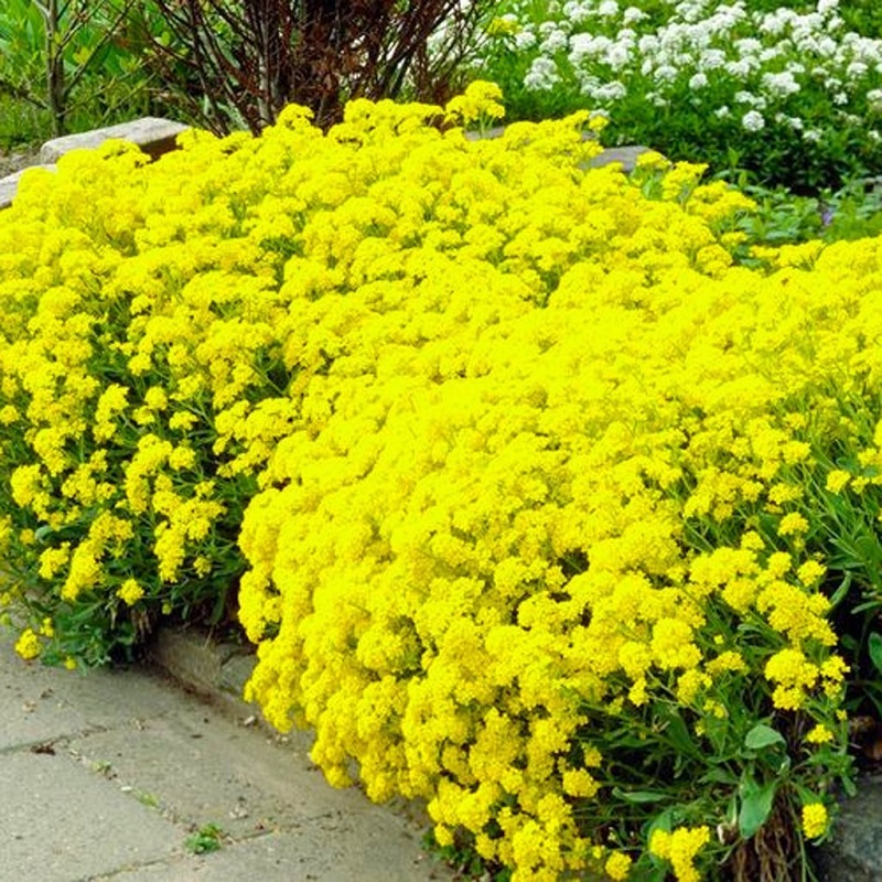 Hạt giống Hoa Ngàn Sao Nhiều Màu - 50 Hạt, Tỷ Lệ Nảy Mầm Cao, Trồng Được Quanh Năm - Khang Nông Seeds