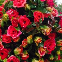 Anmobile_336