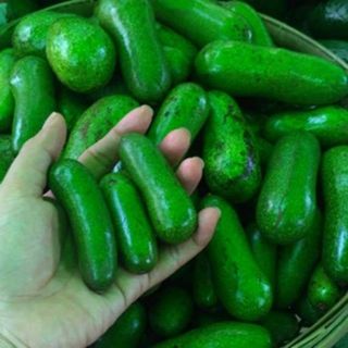 Cây bơ giống tí hon