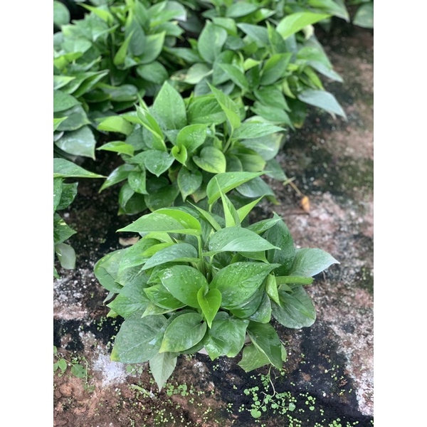 Cây vạn niên thanh tặng kèm dây treo