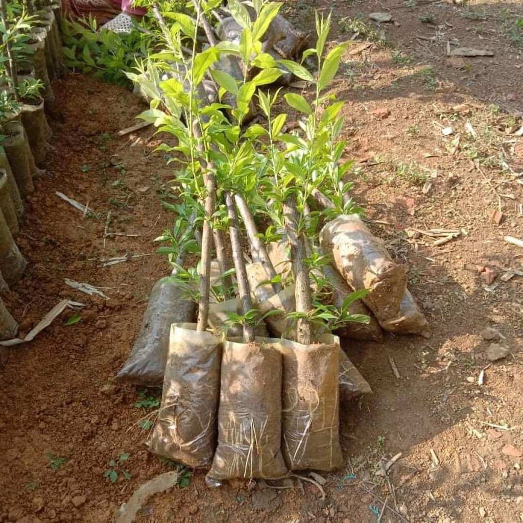 CÂY GIỐNG MẬN HẬU- cây ghép