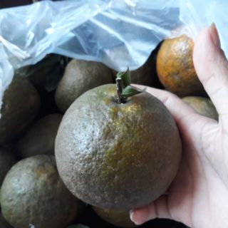 Miếng bẫy ruồi vàng 20 miếng