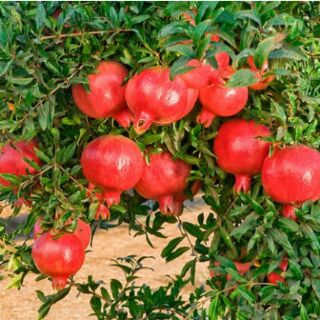Cây giống lựu đỏ