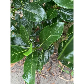 lá mít tươi 300g