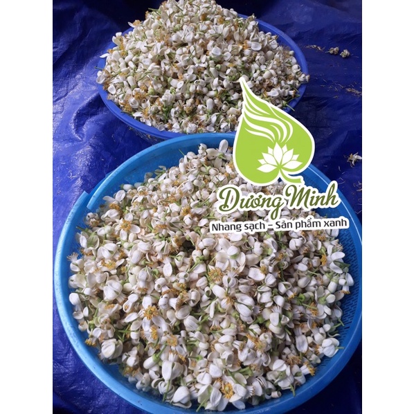 Dầu gội bồ kết thảo mộc Dương Minh 100% thành phần organic giúp tóc giảm rụng chăm sóc tóc phục hồi tóc hư tổn
