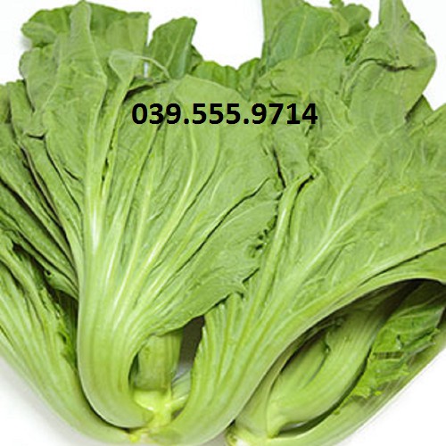 Hạt Giống Cải Bẹ Dưa Cao Sản 100gam - Kháng bệnh tốt