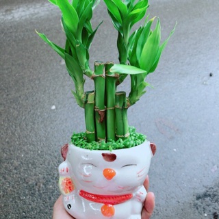Chậu trúc phát tài mèo thần tài