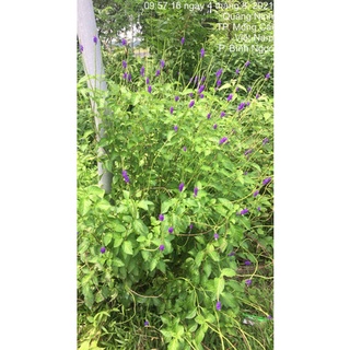 50 hạt giống cây Đuôi chuột ( mạch lạc )