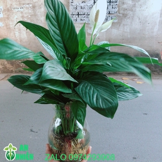 Chậu Cây Lan Ý Thuỷ Sinh