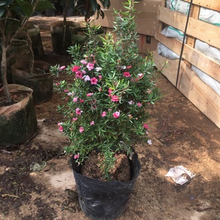 Cây Tùng Tuyết Mai Size Lớn Đã Có Hoa Và Nhiều Nụ Cao 50cm (Cây Như Ảnh)