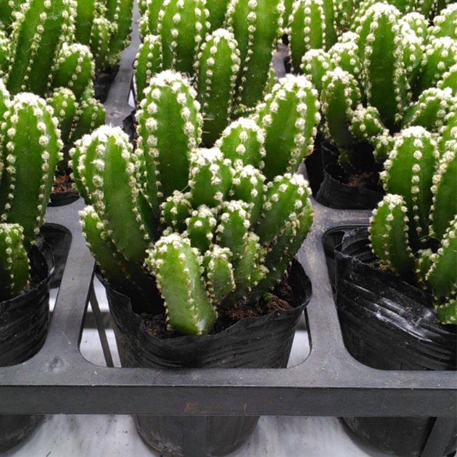 Xương rồng thanh sơn size 6-8cm🌵Hư 1 đổi 1🌟Bao hư hỏng