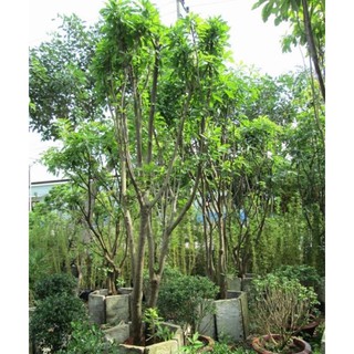 Cây 🌲 Lộc vừng đỏ cao 1m6