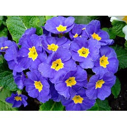 Bán buôn Hạt giống Hoa Báo Xuân mix nhiều màu Primula Polyanthus bao đẹp