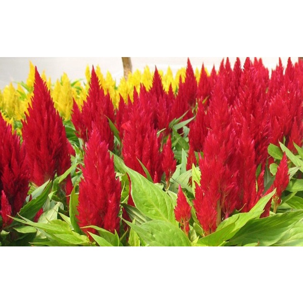 Hạt giống mào gà đuôi công( tặng kèm phân bón và kích mầm)