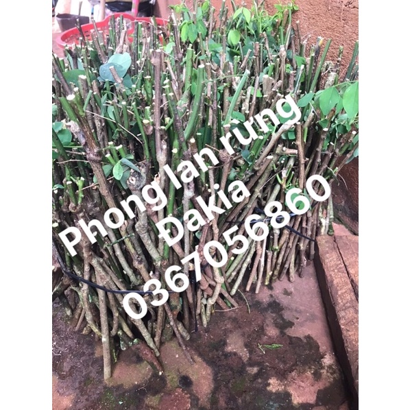 500g cây rau ngót làm giống cành giâm hom ngót bù