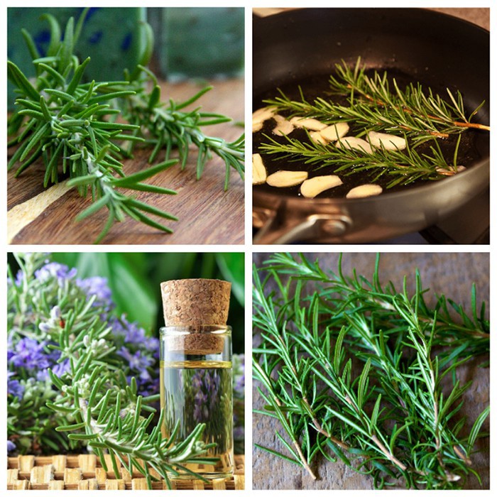 Hạt Giống Hương Thảo Rosemary (50 Hạt) - Dễ Trồng, Gia Vị Thơm, Đuổi Muỗi - MUA 3 TẶNG 1 CÙNG LOẠI