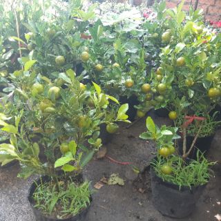 Cây tắc SIÊU TRÁI cao 30cm