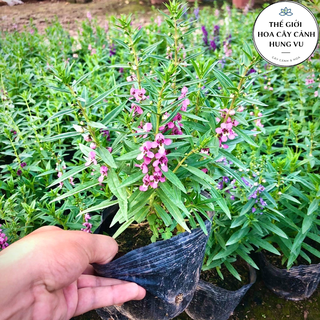 Cây hoa Violet Nhật - Ngọc hân - Singum đang hoa .