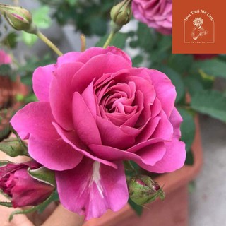 Hoa hồng ngoại AOI Rose Siêu phẩm đến từ xứ mặt trời mọc-HoaTuoiMeLinh