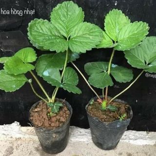 Combo 3 cây giống dâu tây Hà Lan hoa màu hồng
