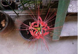 COMBO 10 củ Bỉ ngạn