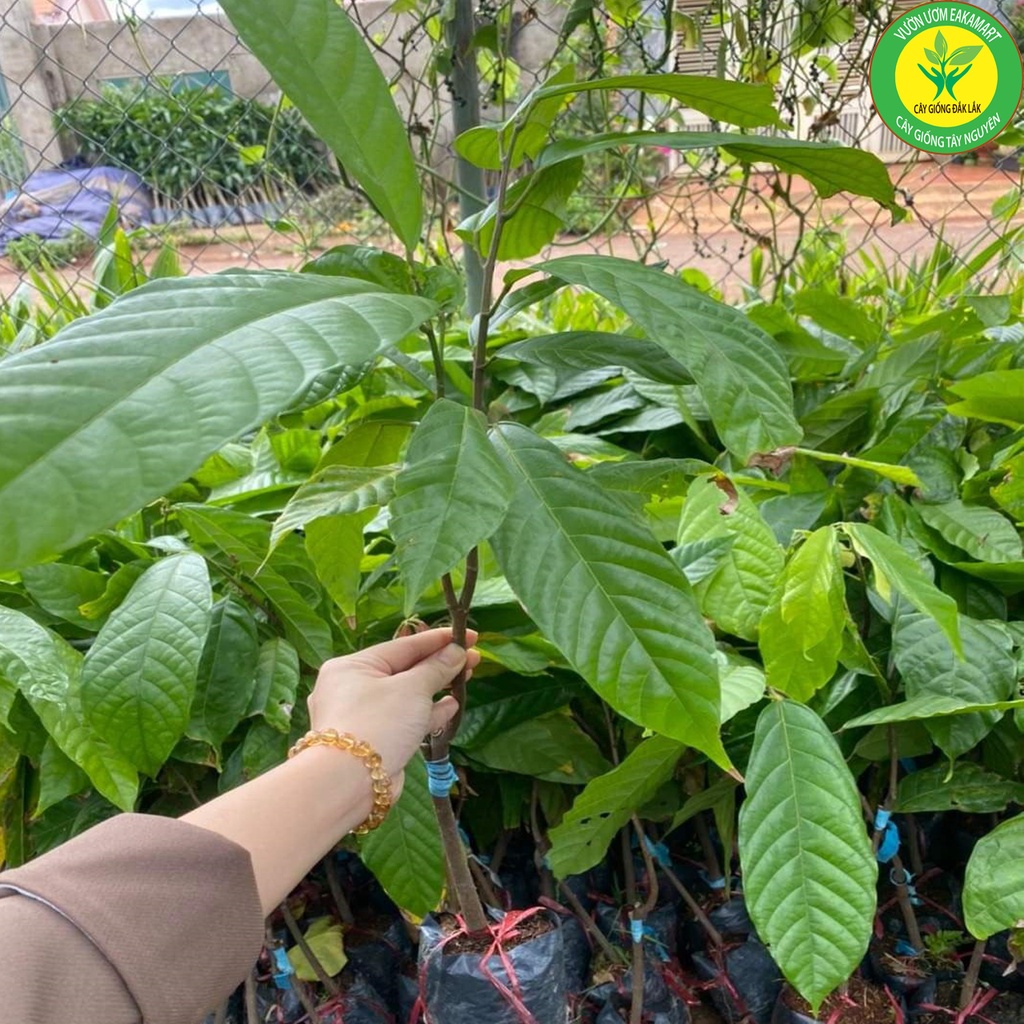 GIỐNG CÂY CACAO CHO TRÁI SỚM GIỐNG CHUẨN ĐAKLAK