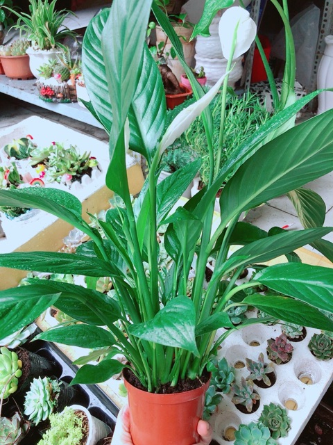 Chậu cây lan ý