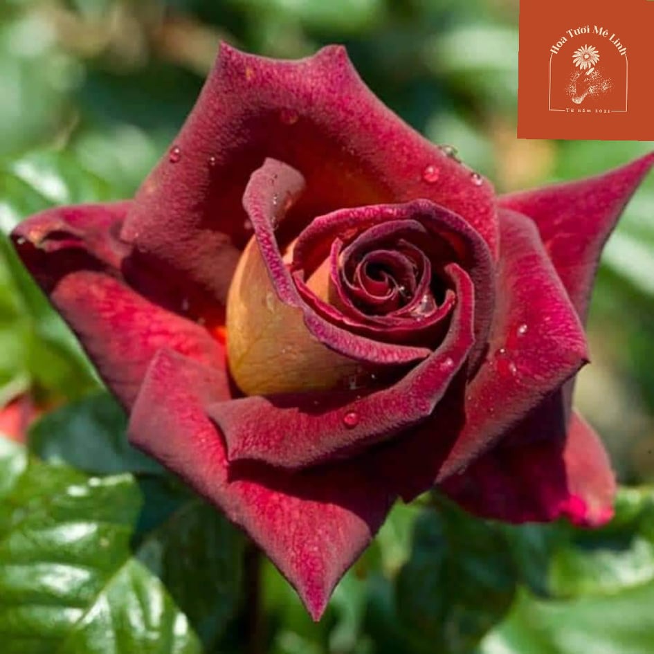 Hoa hồng ngoại Dark Night – Nét đẹp huyền bí và đầy ma mị nhất