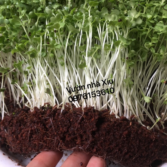 Đất sạch ECO N1