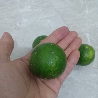 Chanh tươi có hạt (5 quả)