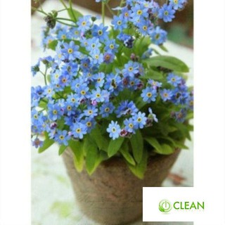 hạt giống hoa lưu ly xanh 50 hạt