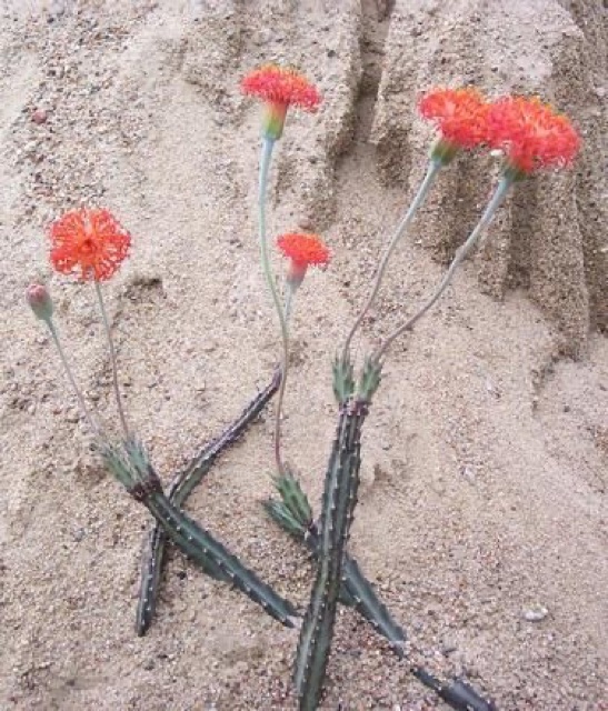Kleinia stapeliiformis