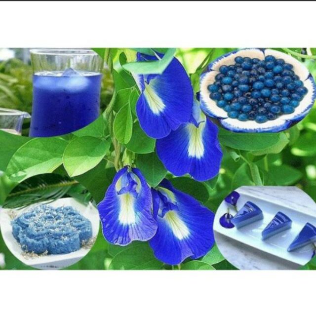 Combo hạt giống hoa đậu biếc