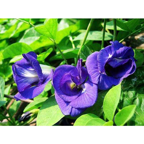 Hạt giống Hoa Đậu Biếc Dễ Chăm Sóc, Hoa Nở Liên Tục, Trồng Được Quanh Năm tặng kích mầm + hướng dương lùn