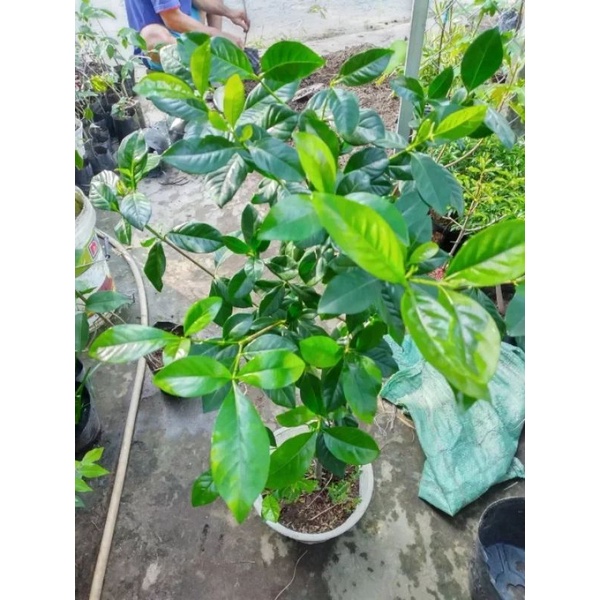 Cây Bạch Thiên Hương