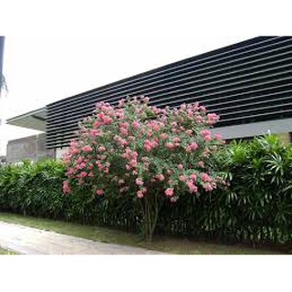 Hoa tường vi bầu size lớn